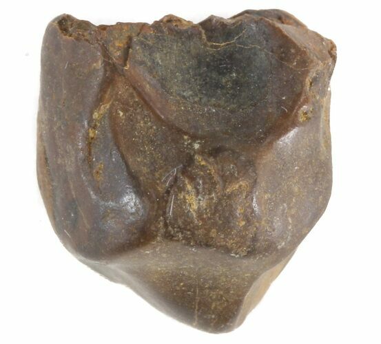 Triceratops Shed Tooth - Montana #41249